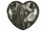 Polished Fossil Horn Coral Heart - Idaho #311949-1